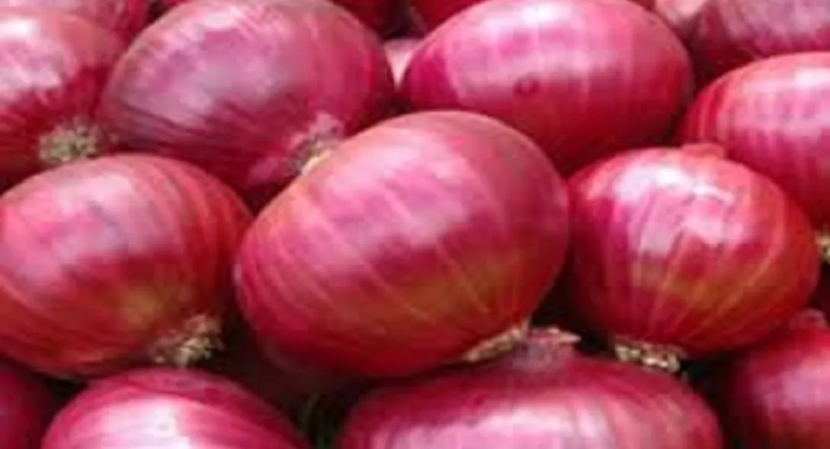 Onion Prices: सरकार कीमतों पर नियंत्रण के लिए इस खरीफ सीजन में दो लाख टन प्याज खरीदेगी