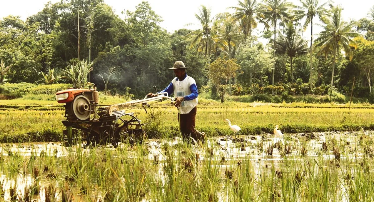 Govt Hikes MSP For 14 Kharif Crops Including Paddy & Cotton